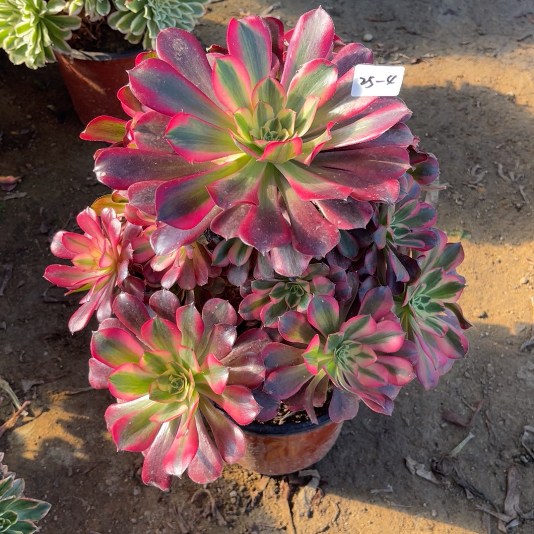 12-25-4美杜莎法师锦