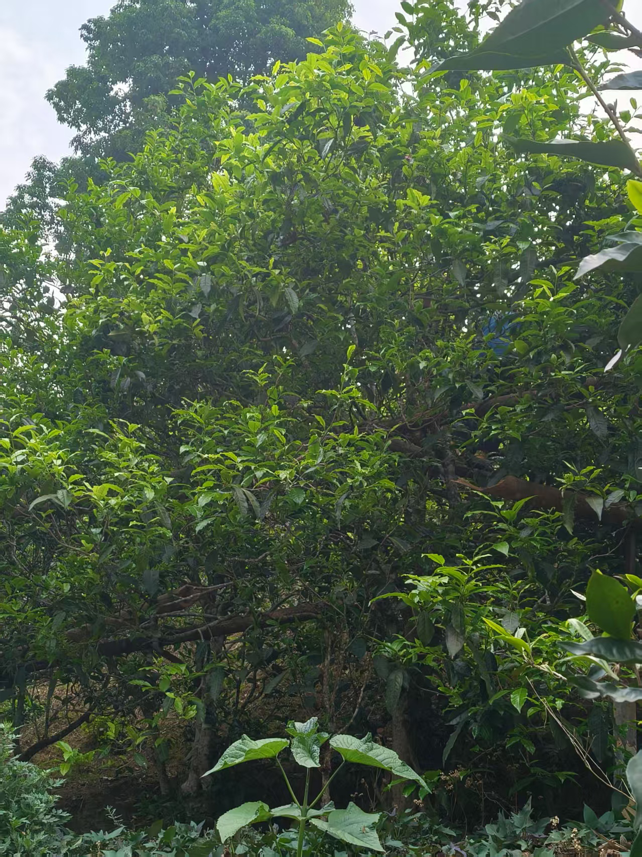 普洱茶，昔归茶（2025年那罕单株）散茶