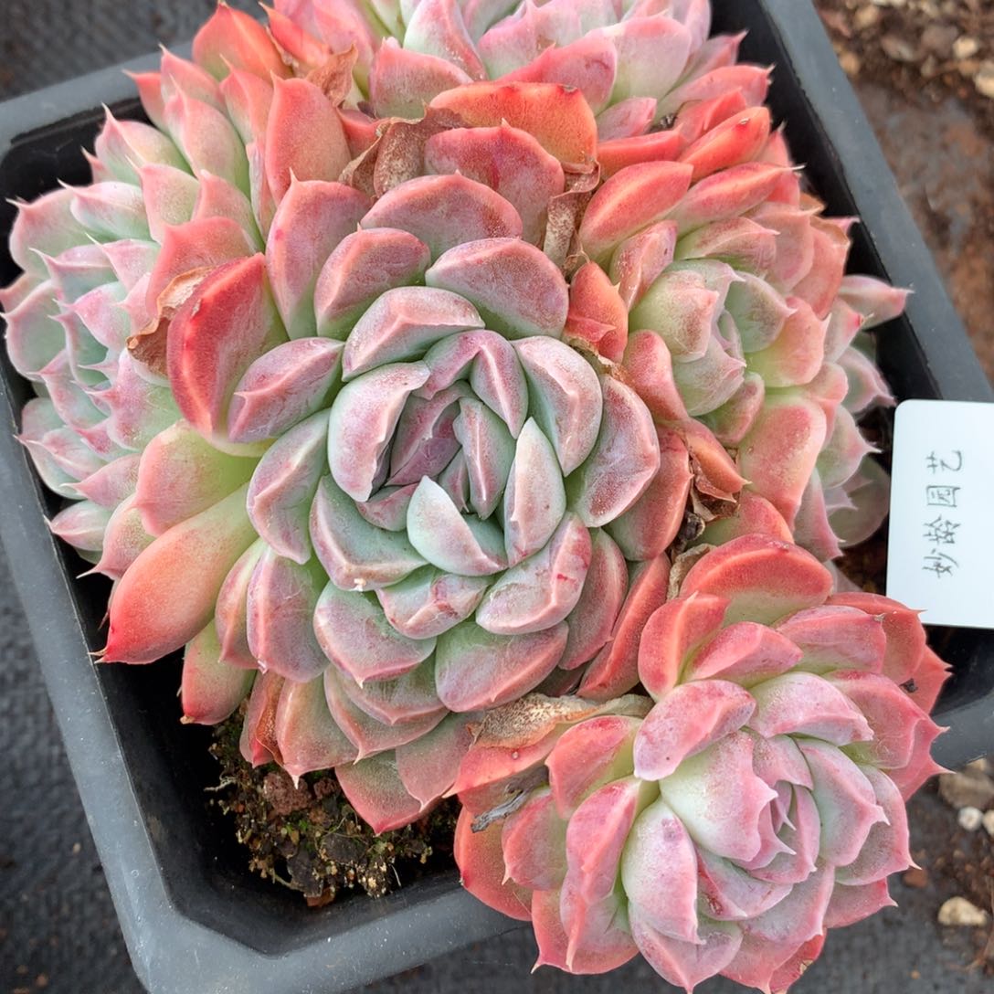 5706杂交多肉植物