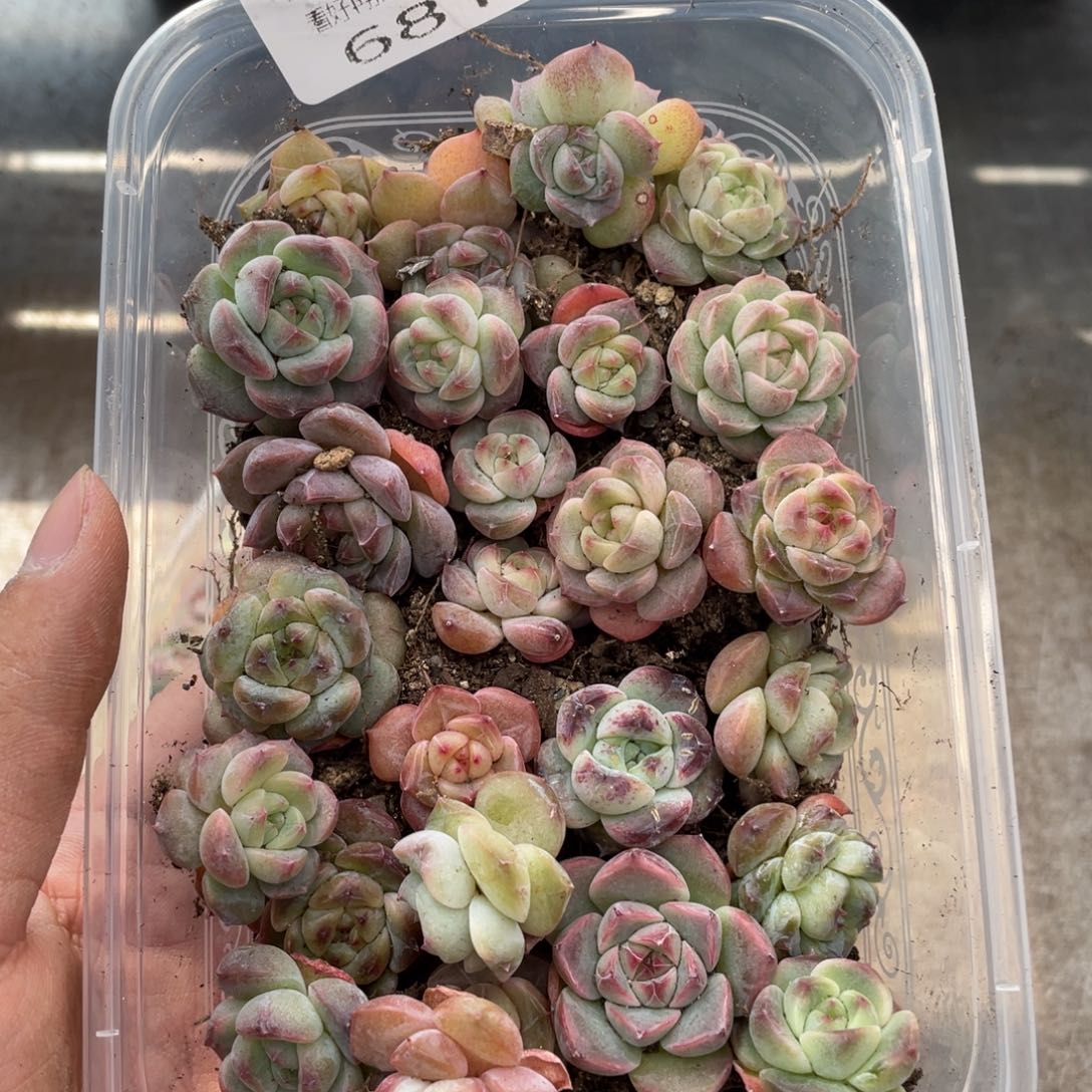 云糖心多肉植物681