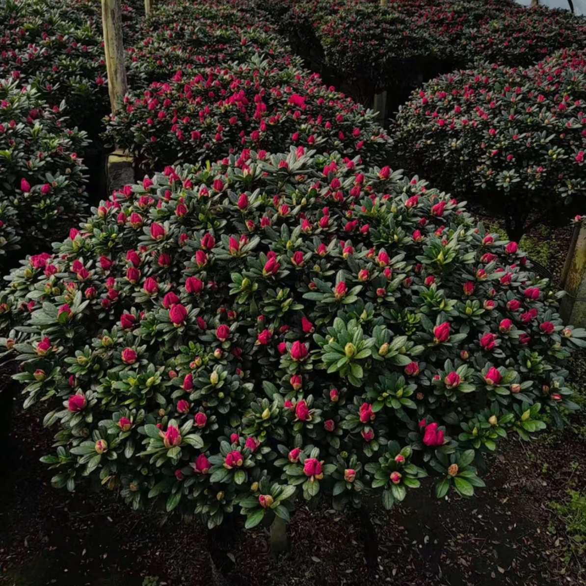 大老桩年宵花比利时红宝石四季开花杜鹃花