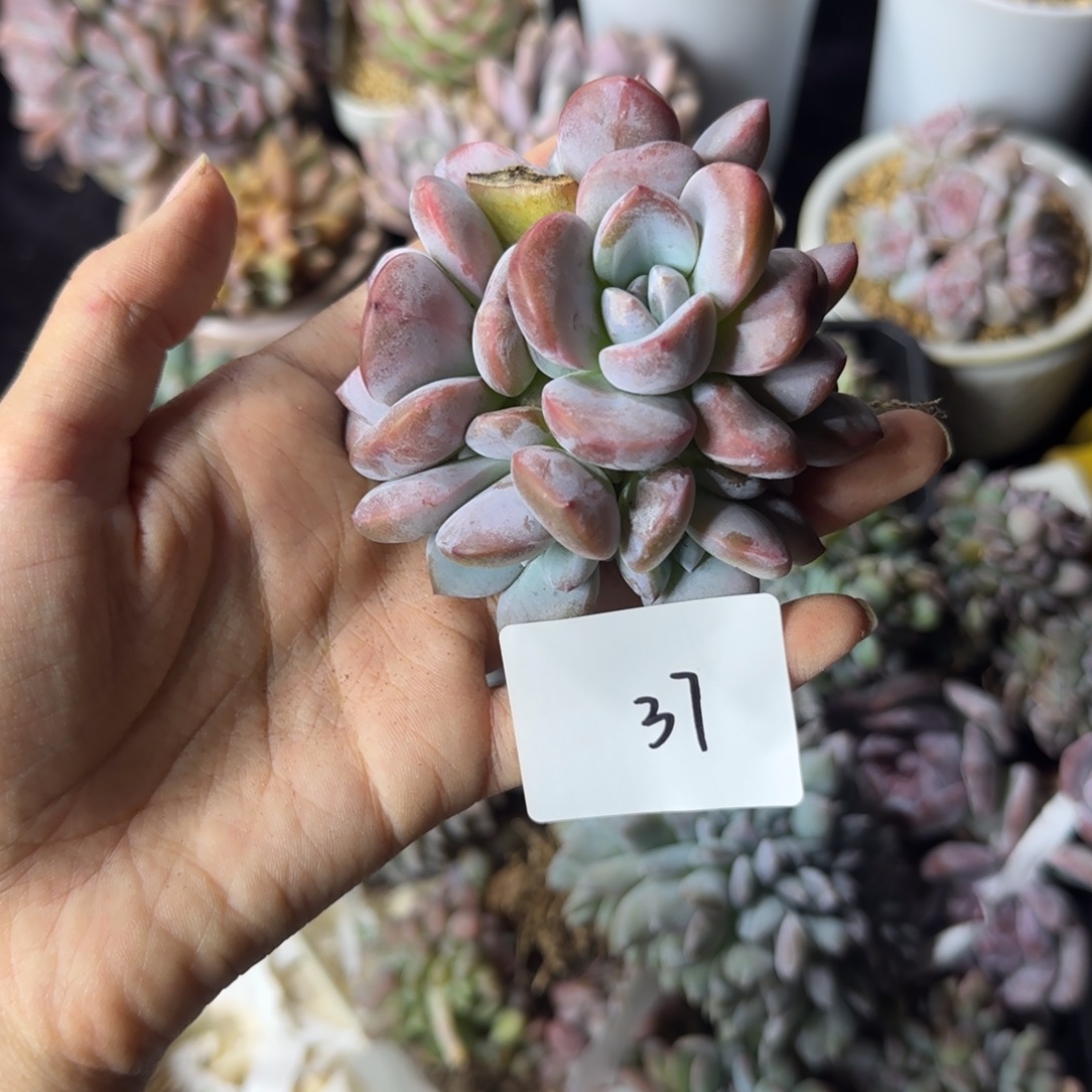 手捧星影8头一物一拍37