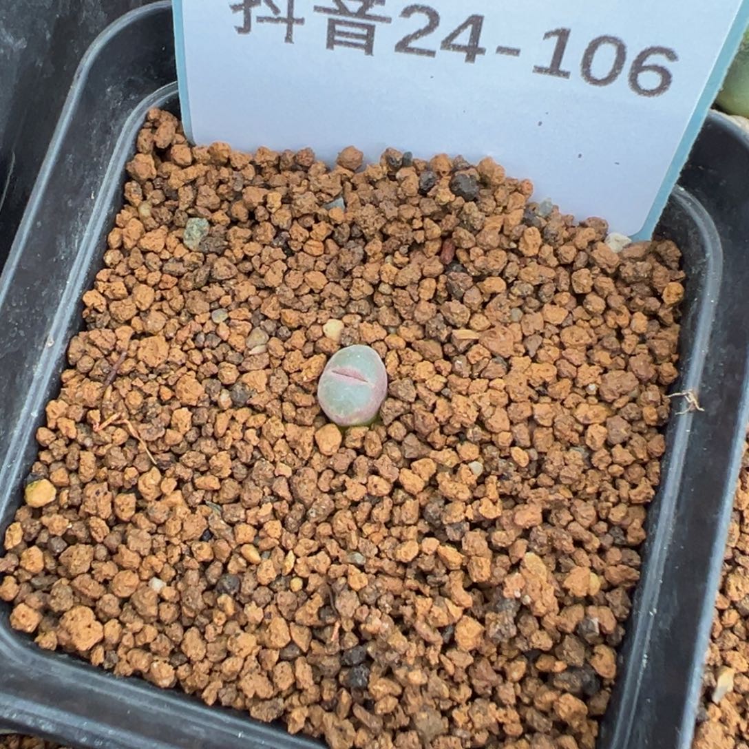 24-106肉锥多肉植物，