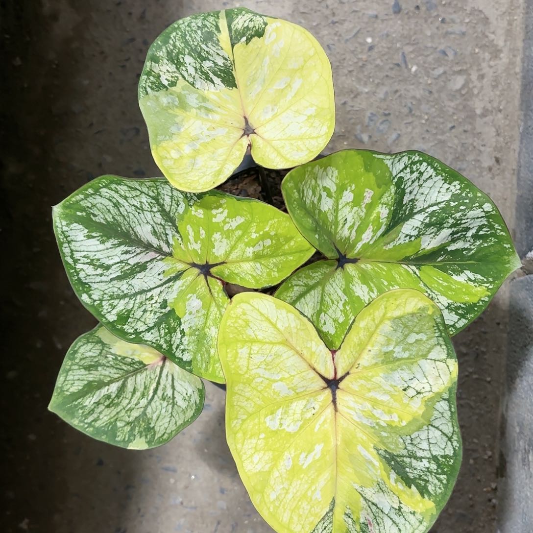 586-0120bubbleB彩叶芋泰国发货多肉