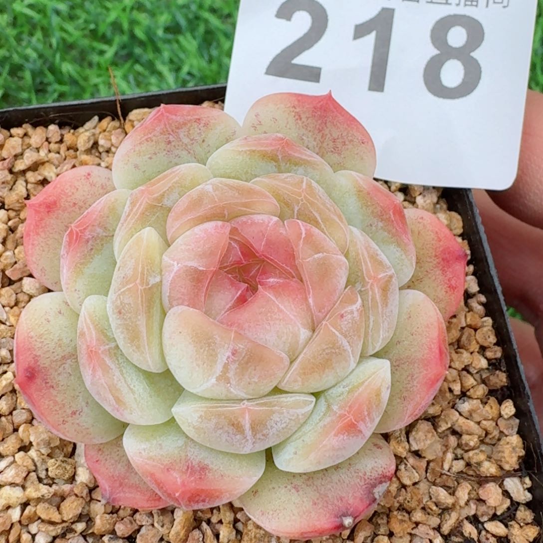 福利孤品         精品多肉