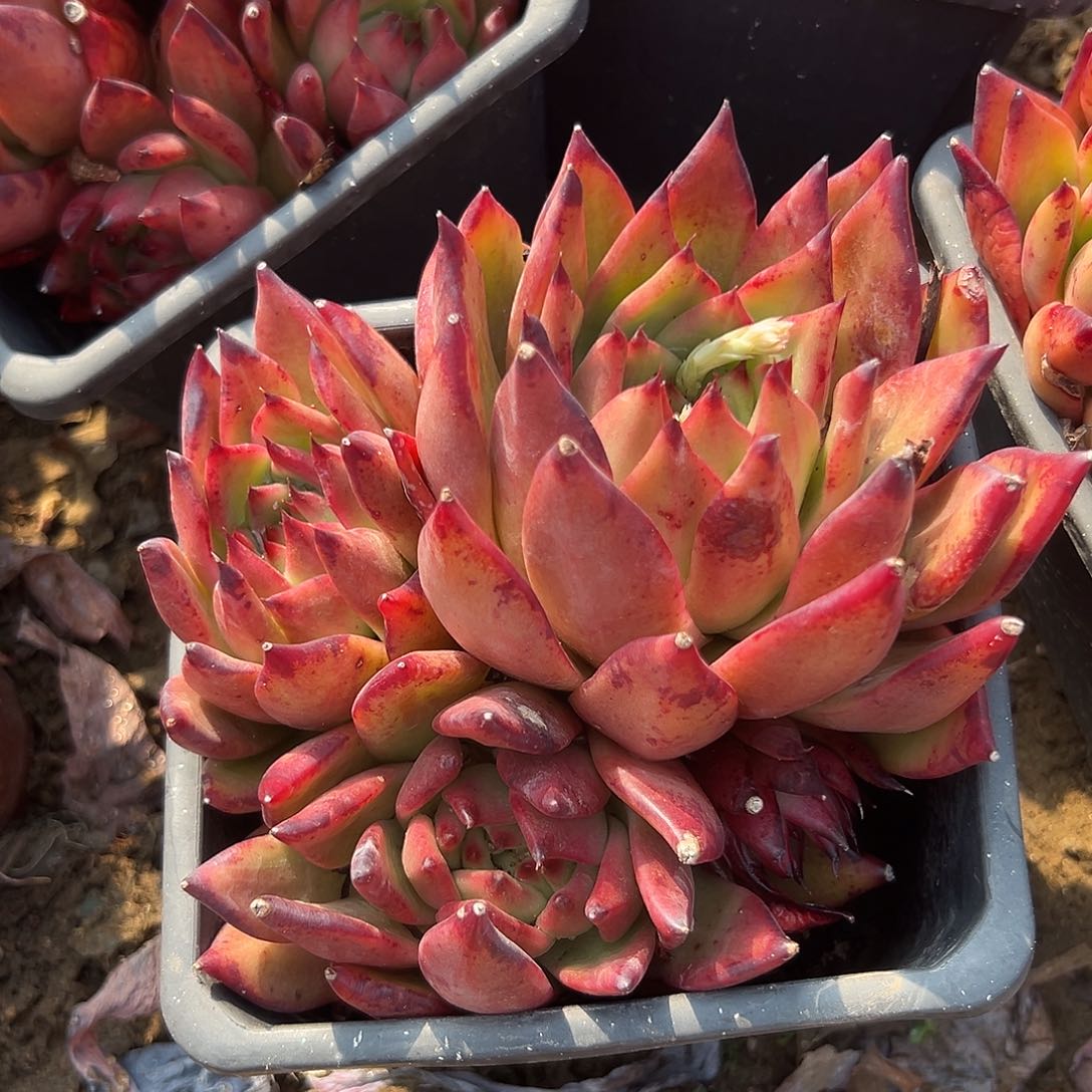 多肉植物大颗超级弗兰克