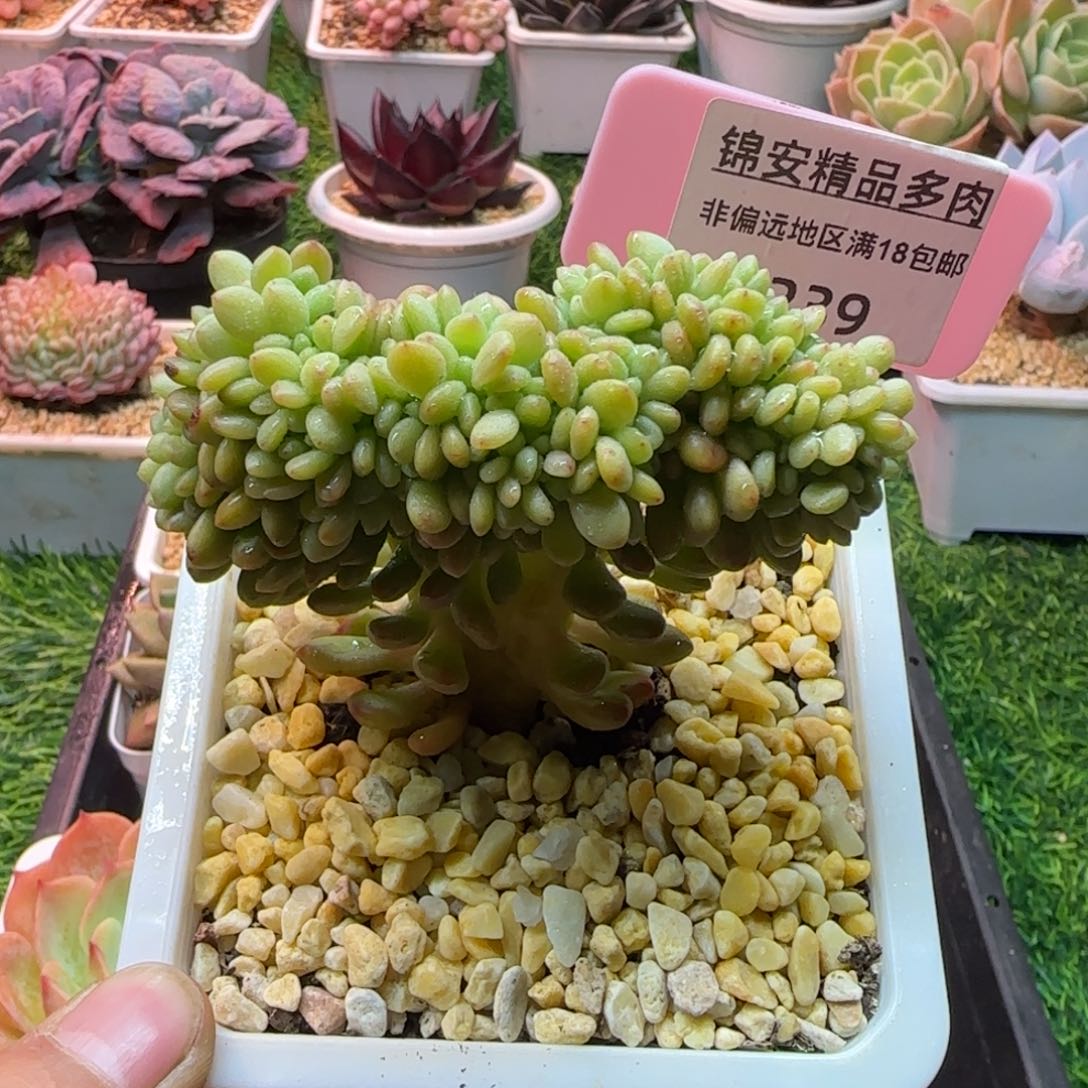 锦安精品多肉编号239