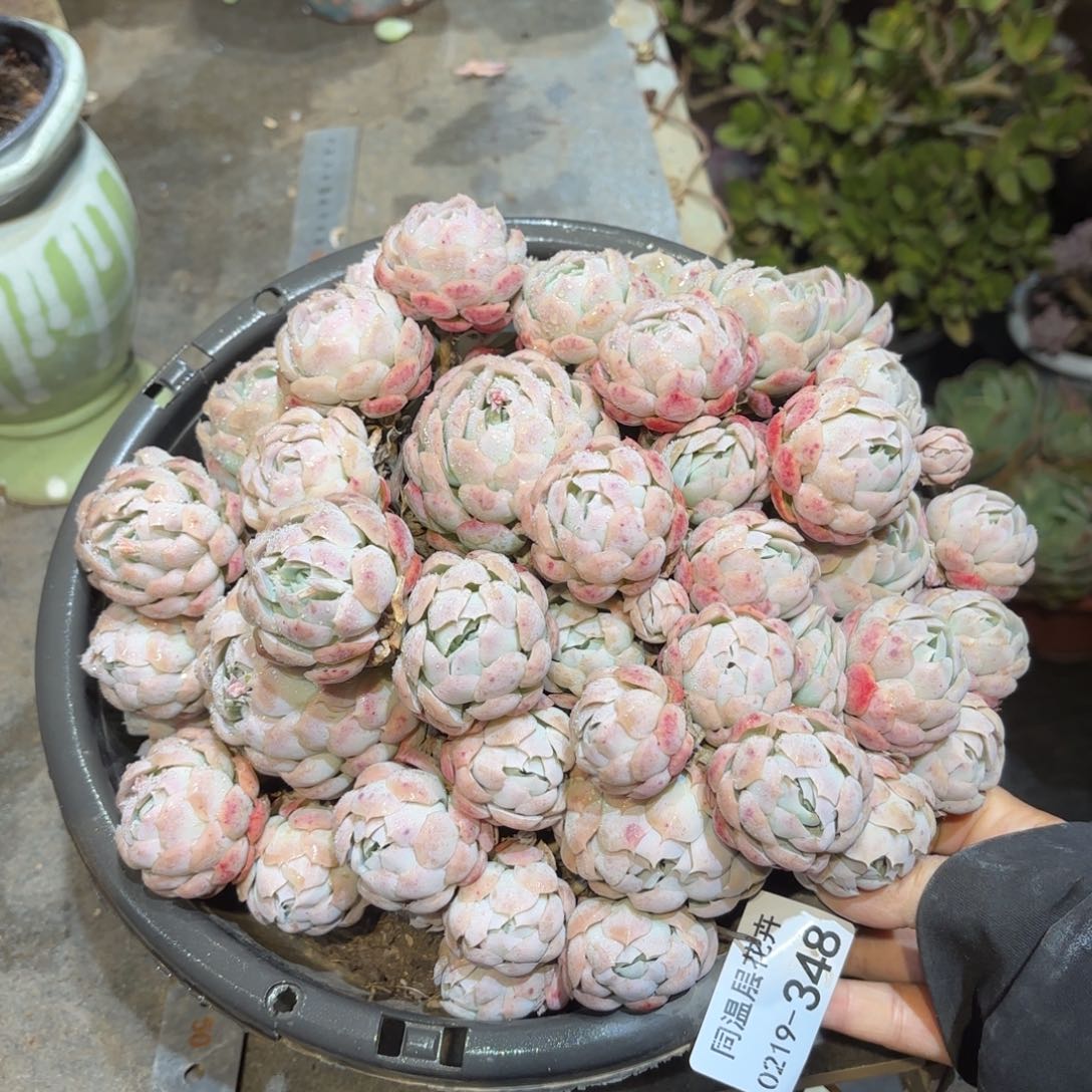 同温层多肉贝瑞348小损不包