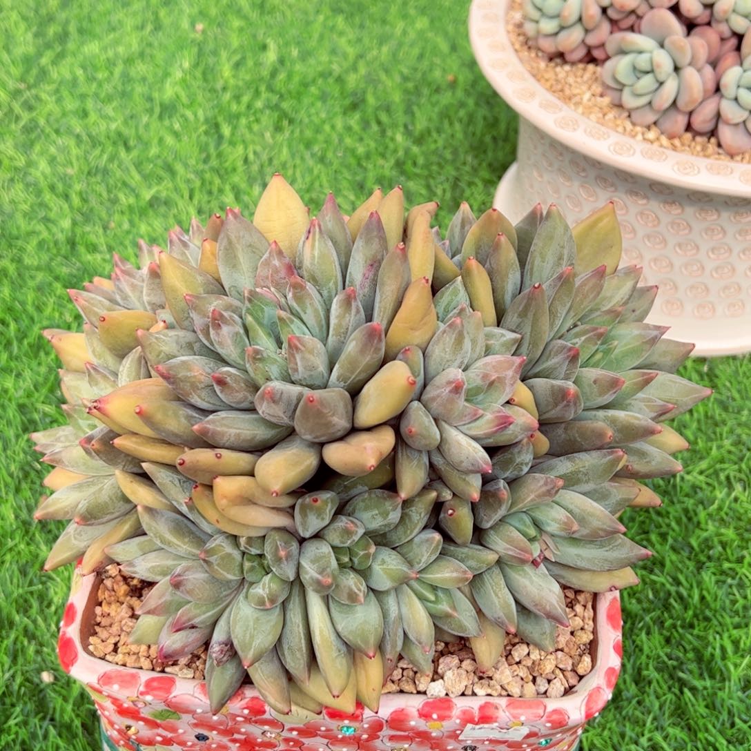 重楼大群生老桩寄养