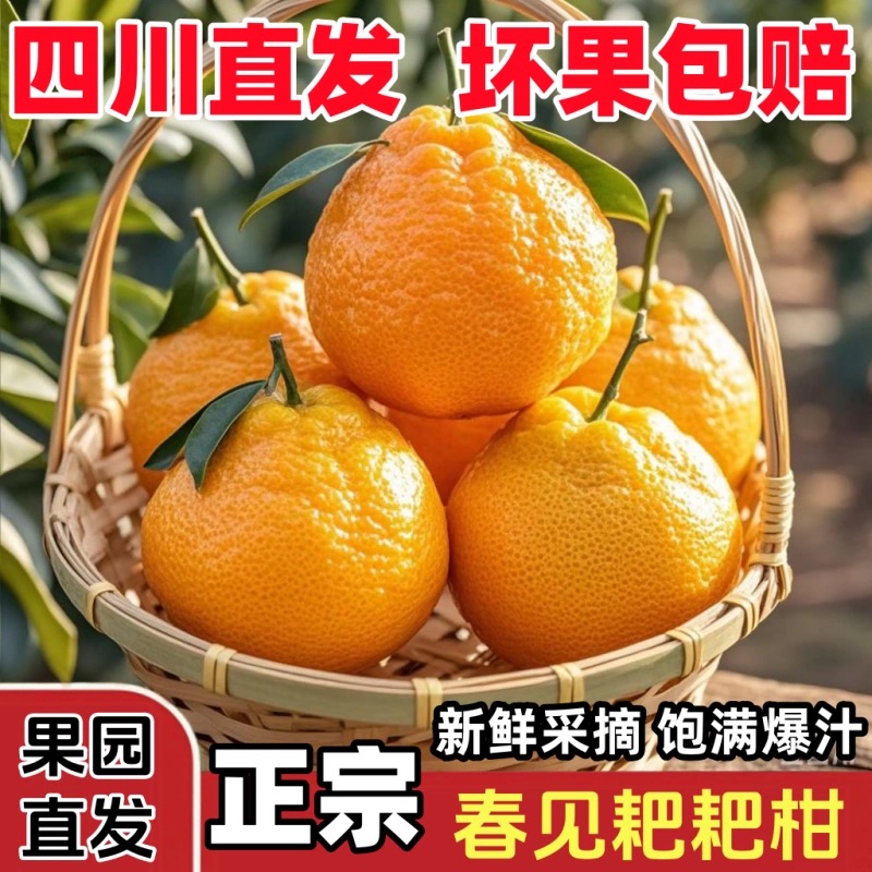 四川春见耙耙柑粑粑柑杷杷柑橘子当季整箱新鲜水果丑柑桔橘W