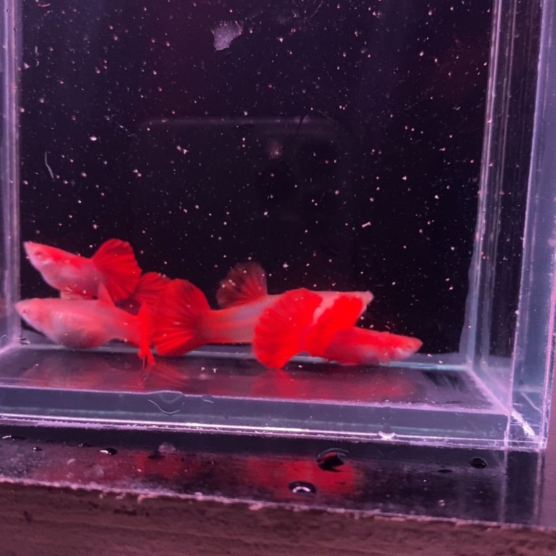 孔雀鱼折扇白子两对