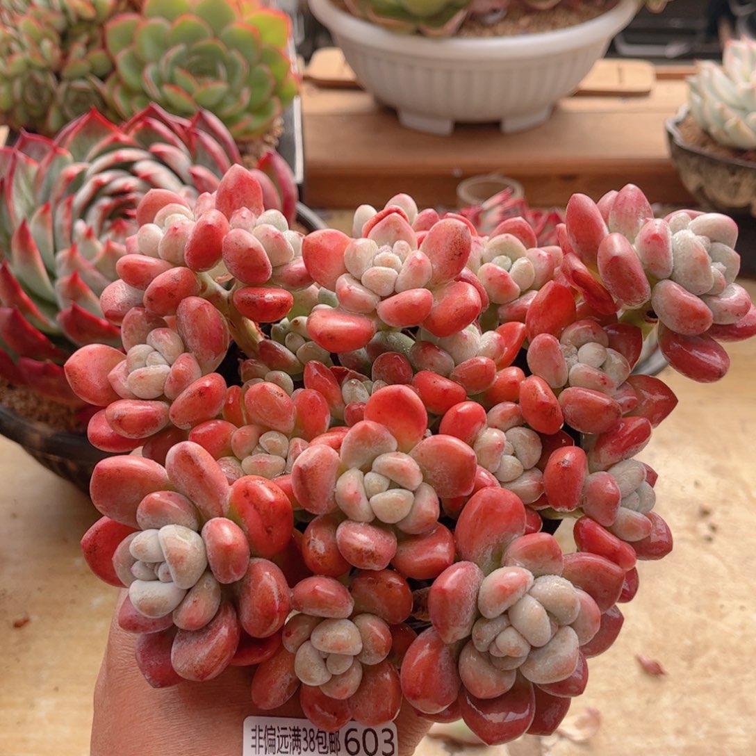 603樱花洛神德华多肉