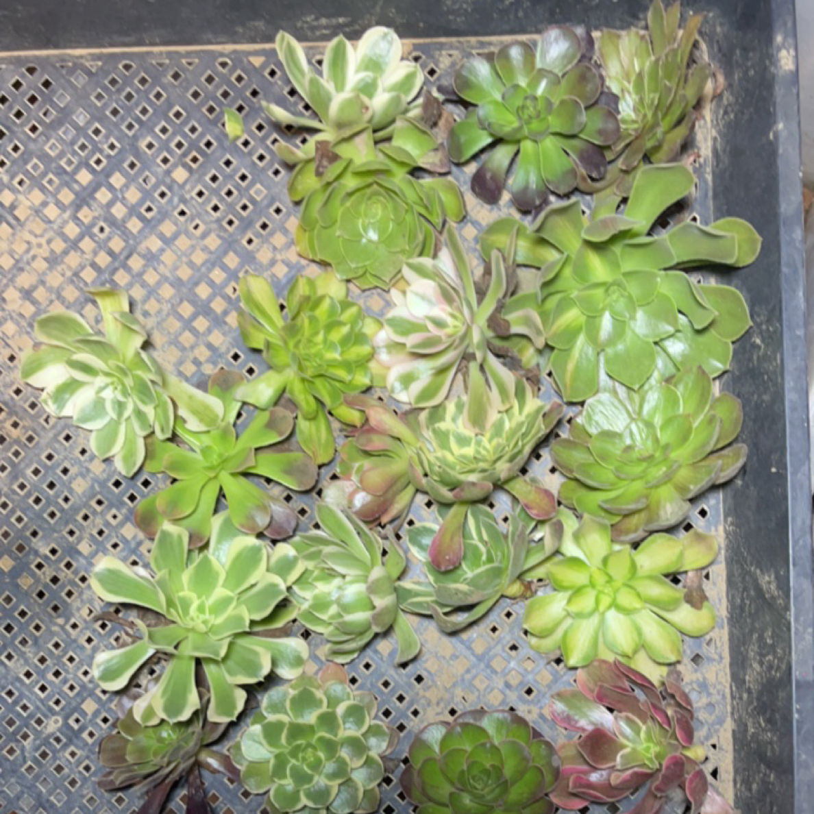 多肉植物 法师锦  砍头苗无根