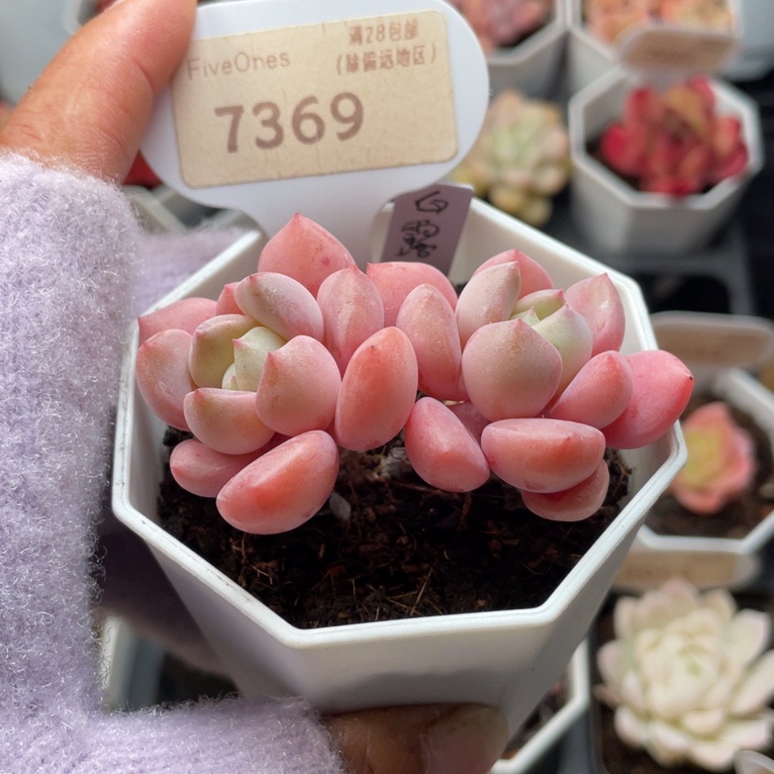 白鹭7369-6.0厘米