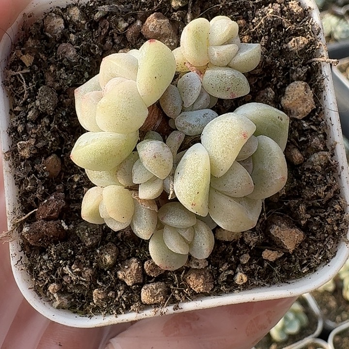 冰玉群生一物一拍