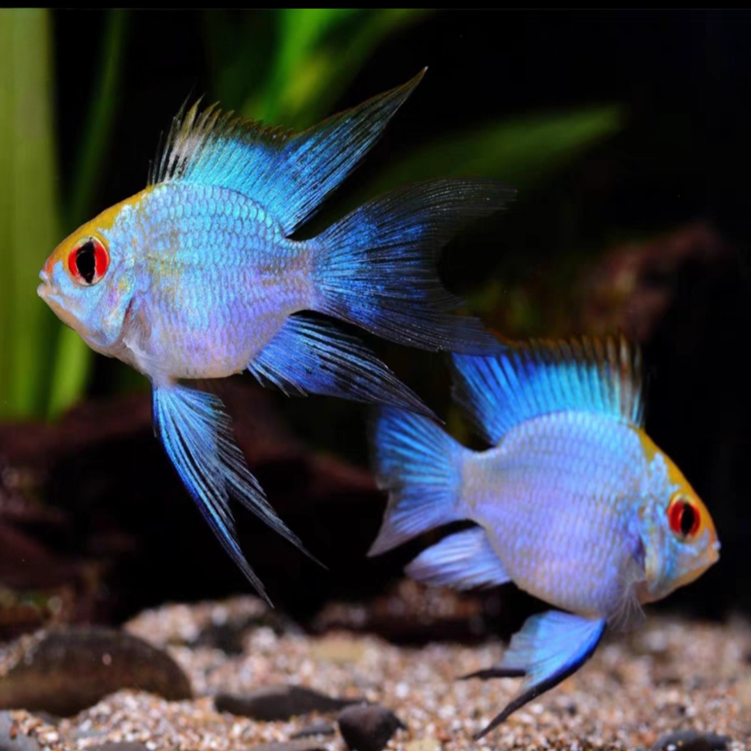 小型热带观赏鱼 阿凡达 活体短鲷淡水鱼 草缸混养