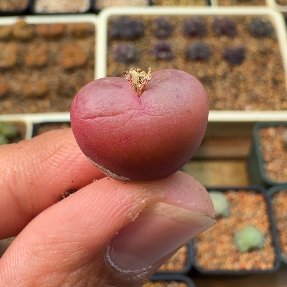 幽***没云缦精品番杏7.16