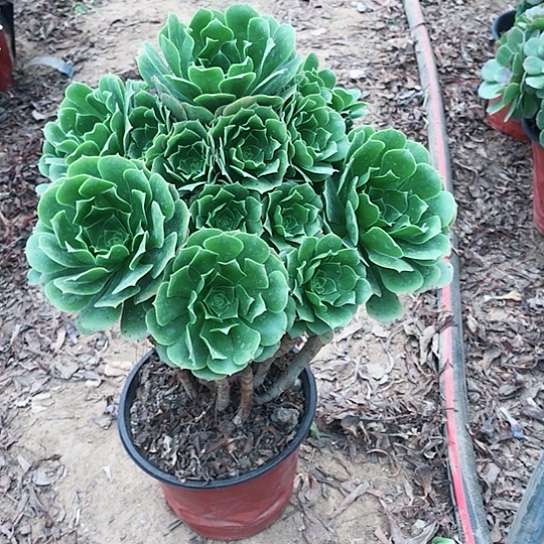 脸***妆绿玫瑰000000000027