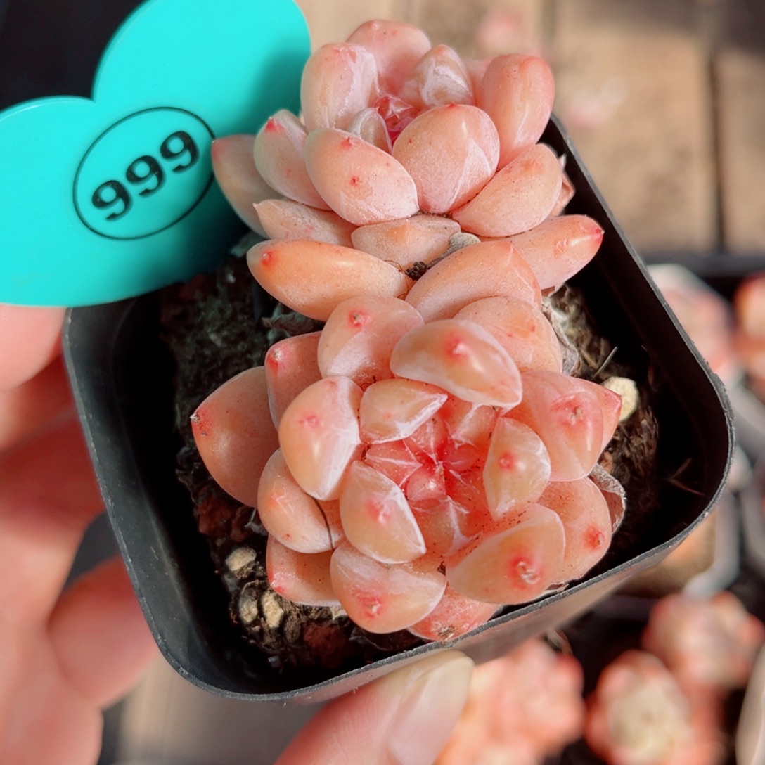 999号小老桩糖心双头