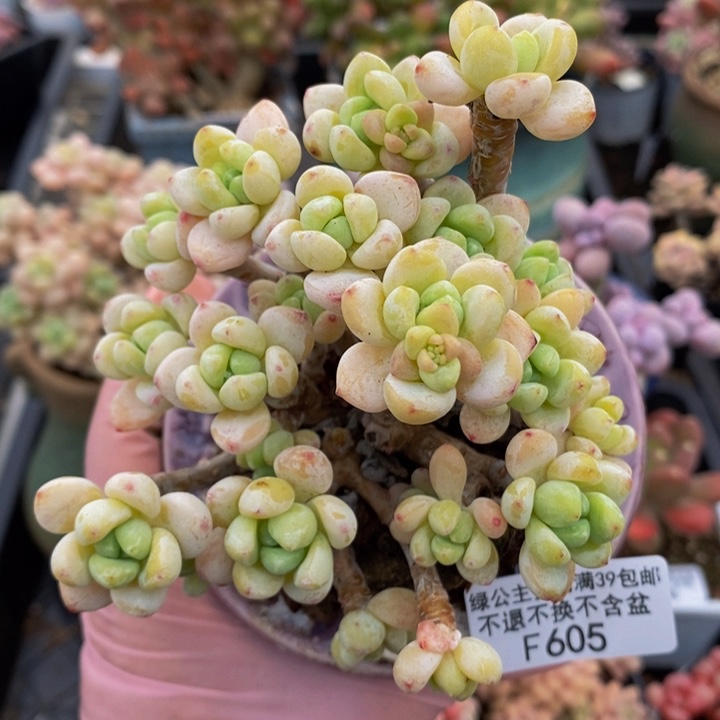 樱花罗琦老桩有砍9cm605多肉植物