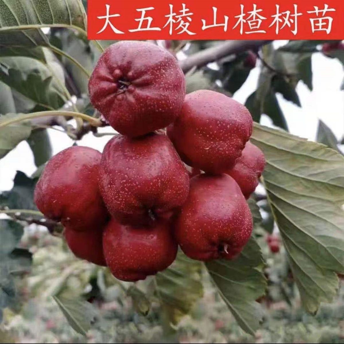 盆栽地栽大五棱山楂树苗