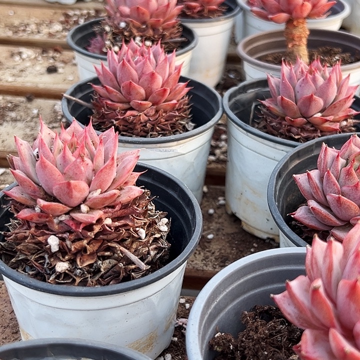   团035     单头   林杰安娜