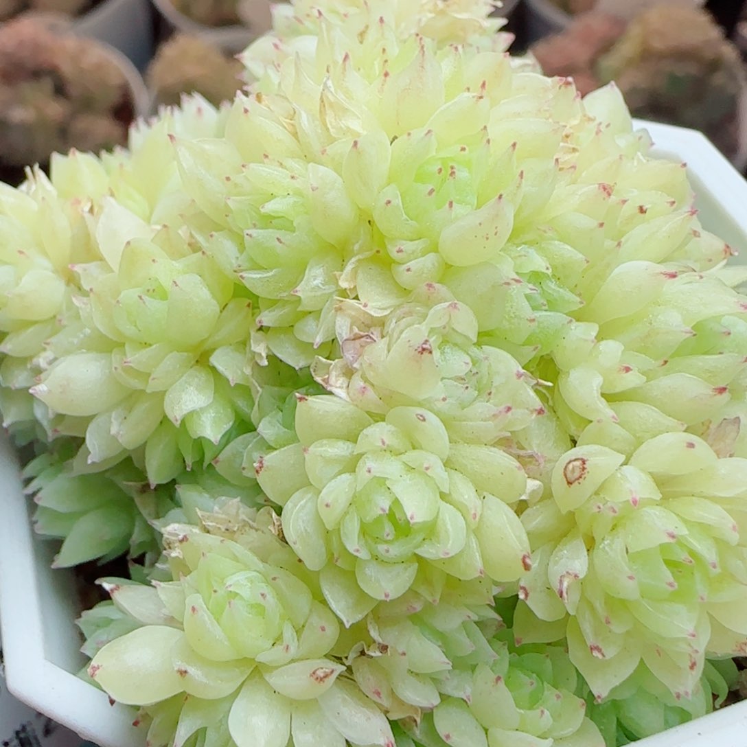 花语逸镜0314-104散