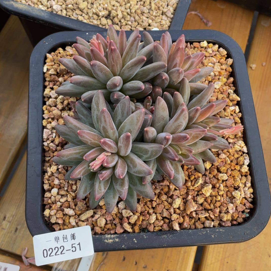 花**夏0222-51-伊卡路斯。。。。。