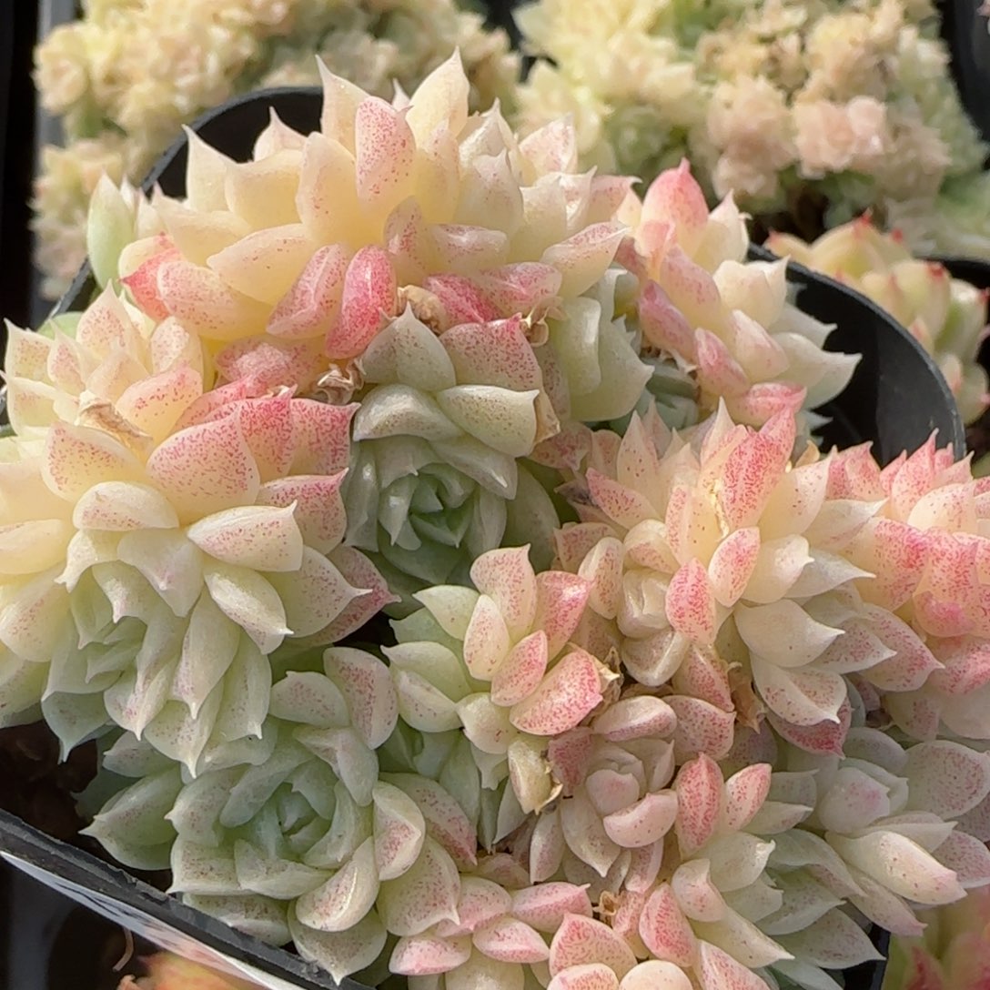 花语逸镜0206-739散