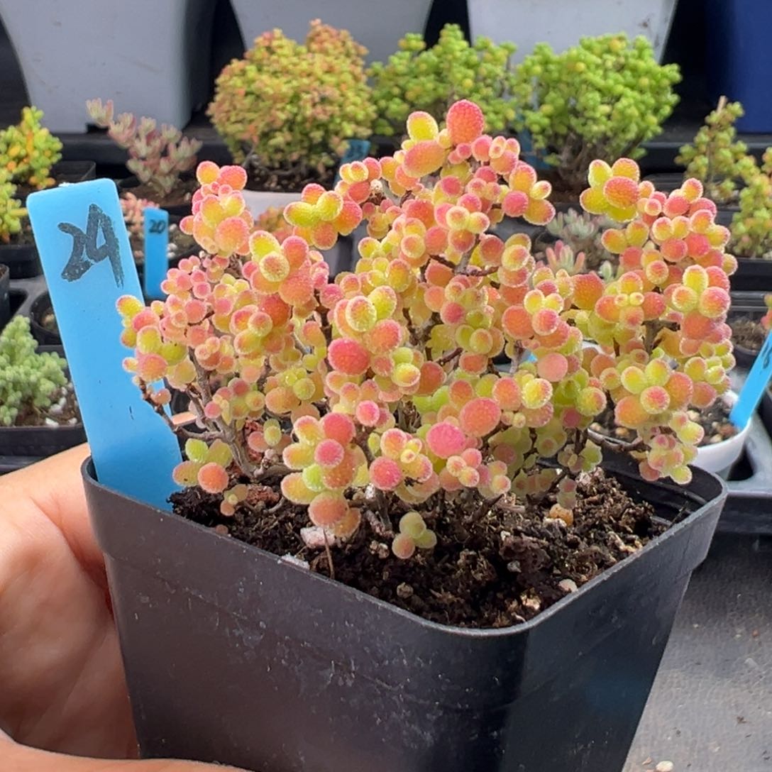 精控蜜橘糖球24号