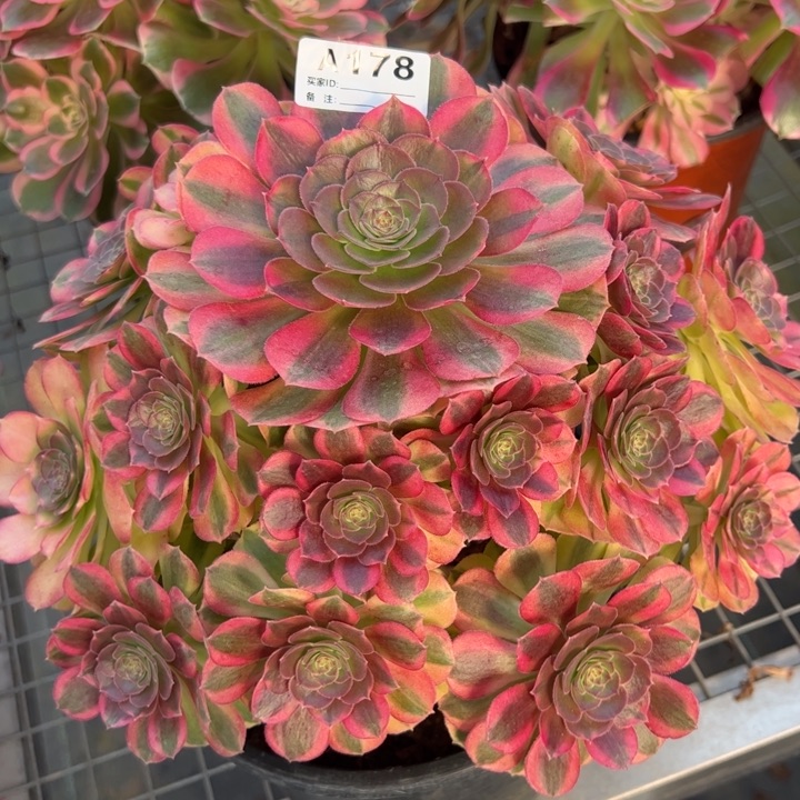 178雨荷23厘米左右