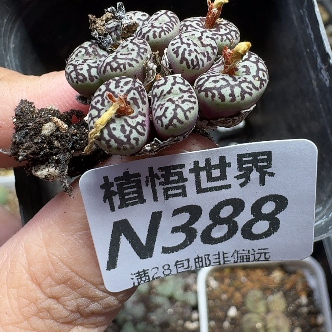 多肉植物的人生thh