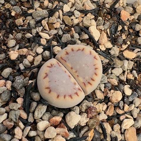 3341，171饼干母本带盆