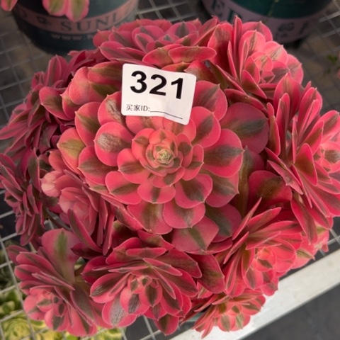 321女巫22厘米左右