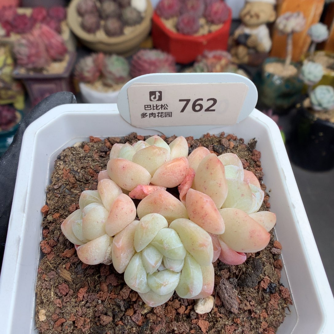 762 奶油冰玉多肉