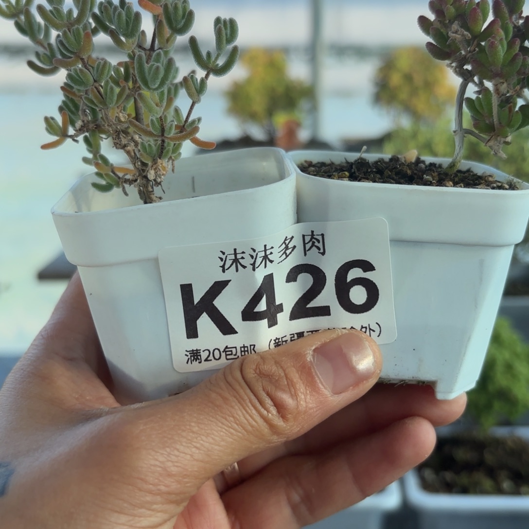 426冰紫和红宝石组合