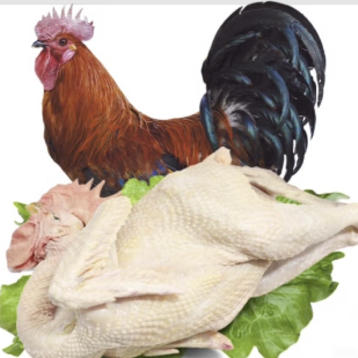 五淮村农户散养公鸡1年【顺丰冷链发货】