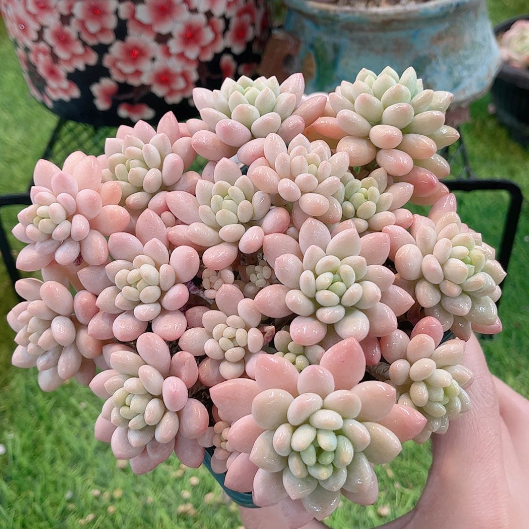 韩版鱼子酱精品多肉