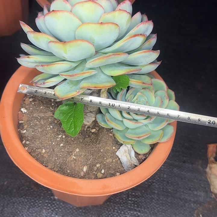 捷***彦晨露瑕疵412 多肉植物一物一拍