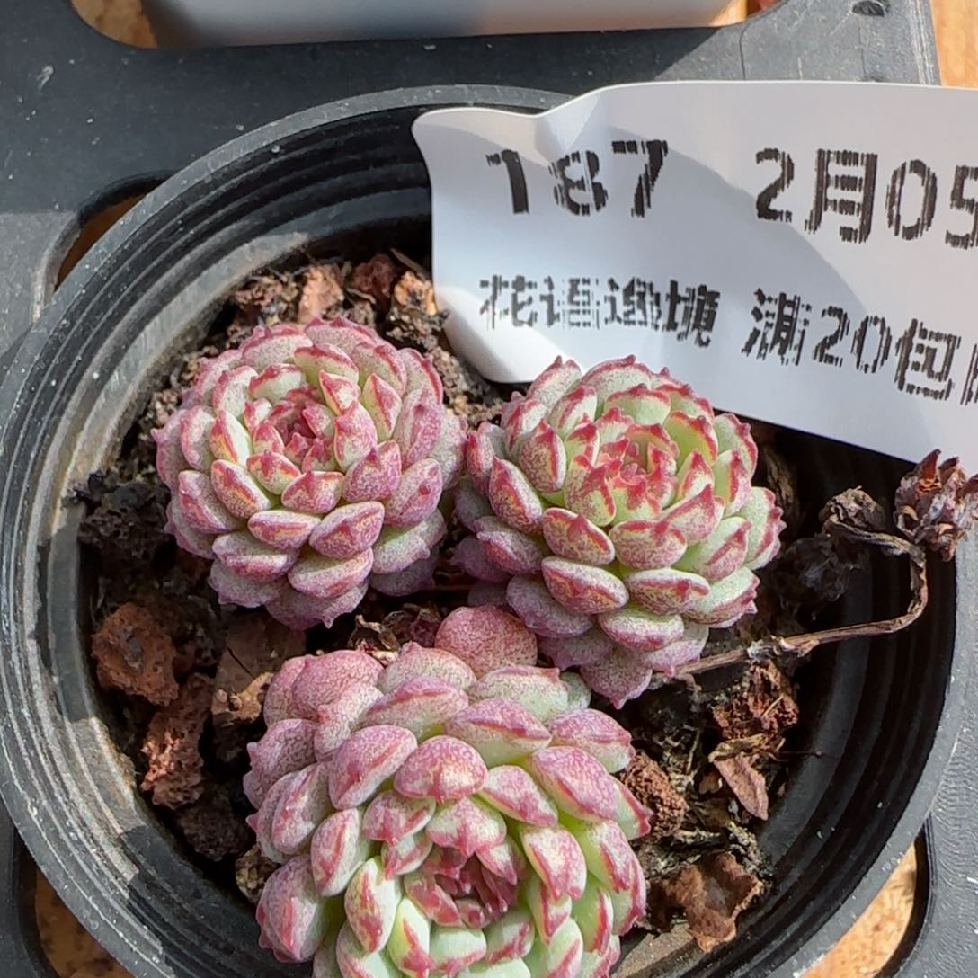 花语逸镜0205-187