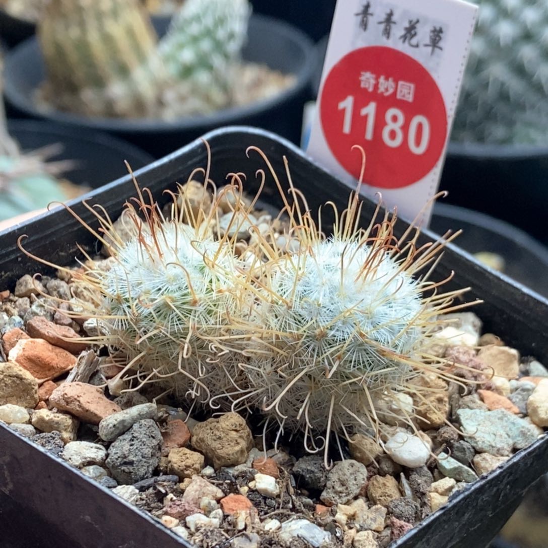 实生双头割刺丰明丸4cm