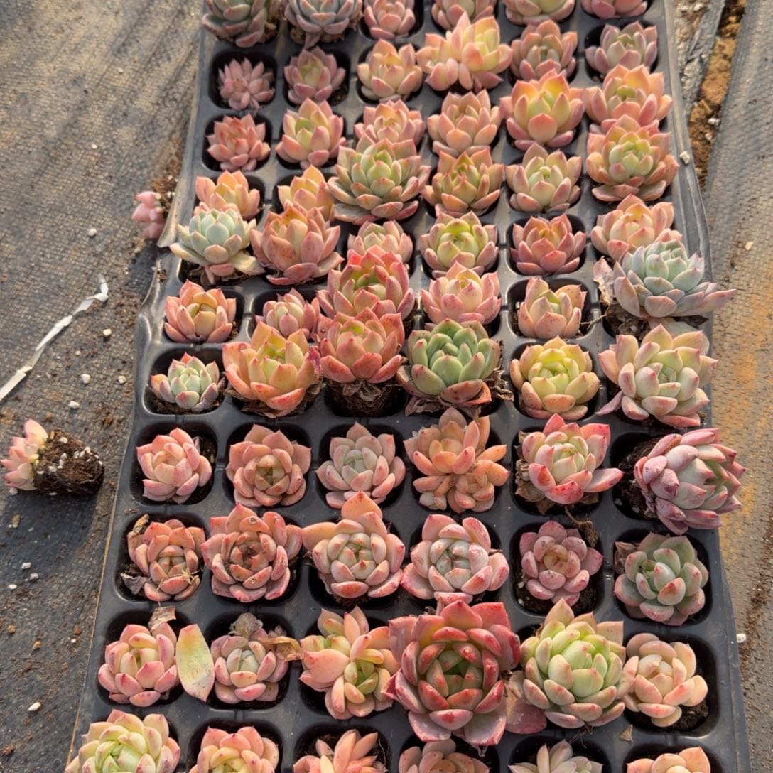 12-3满穴珍妮一盘量拍发货个体不一定（不要小的）