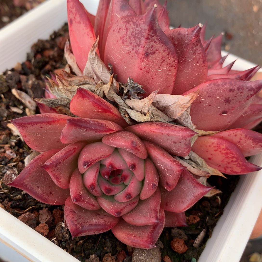 293杂交多肉老桩9冠