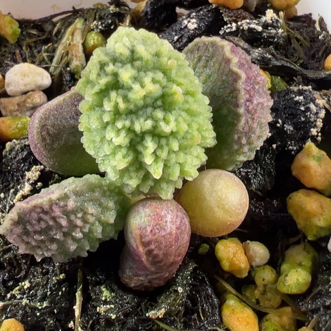 165爆炸刺实生产品