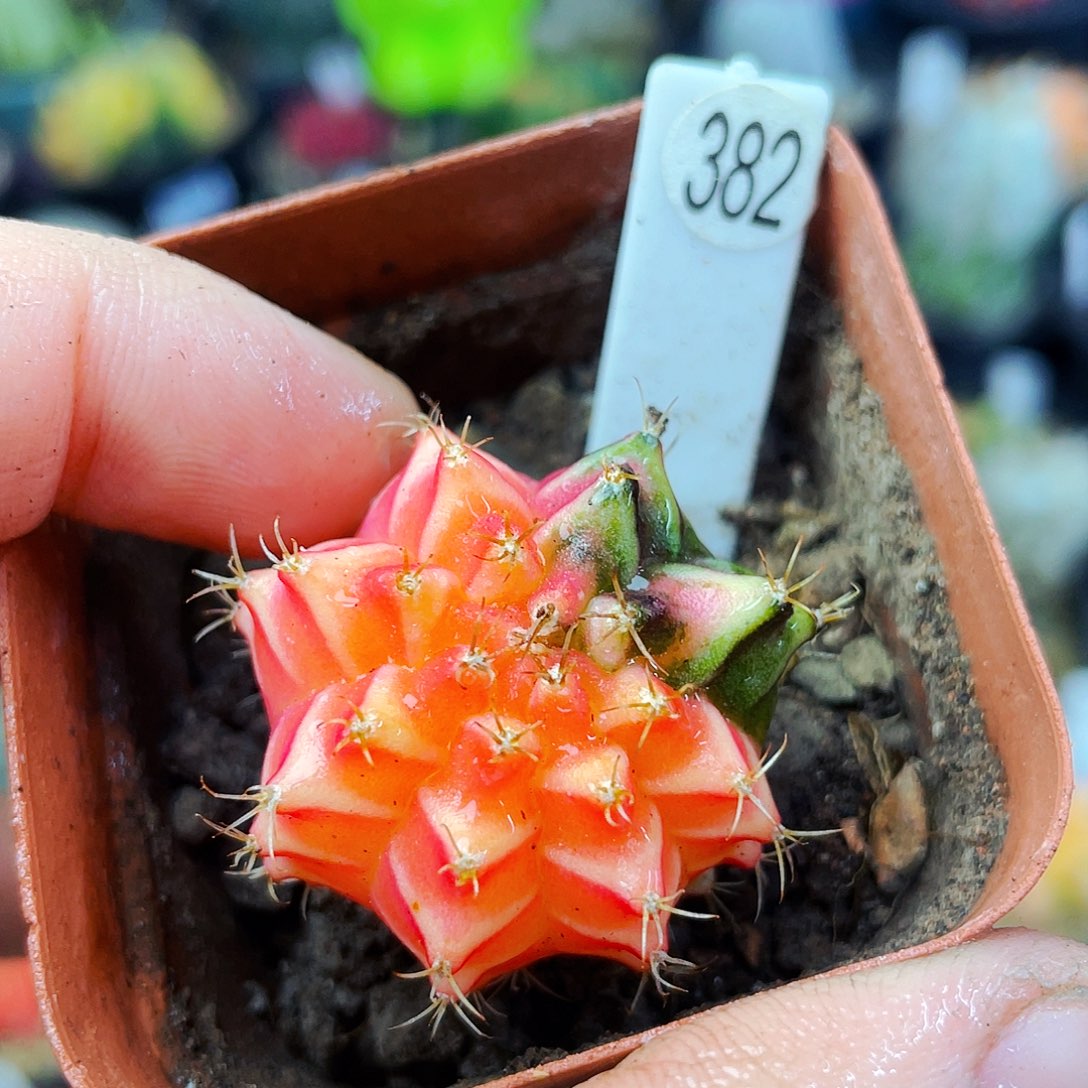 非偏远地区满25包邮仙人球