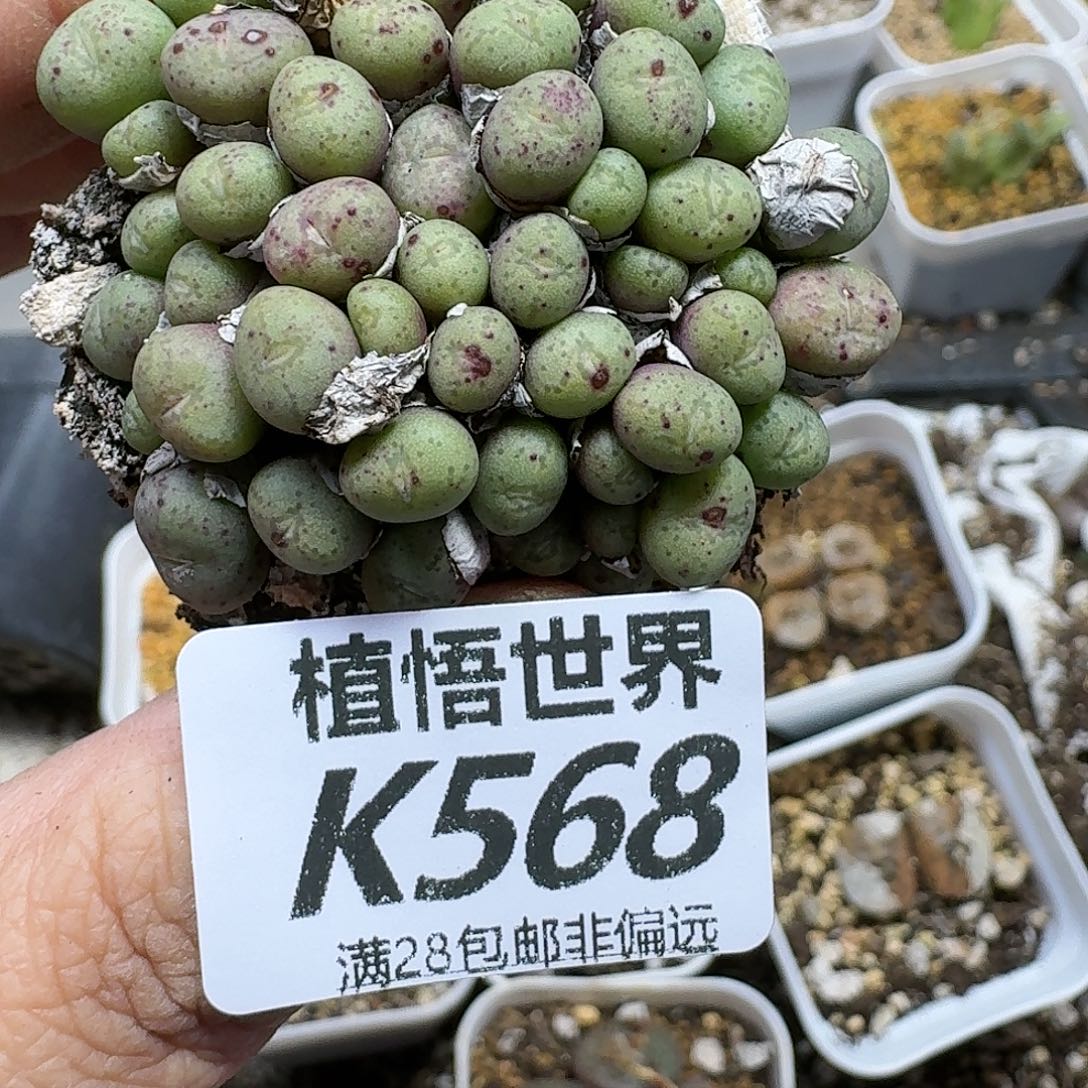 多肉植物发润泽ghjj