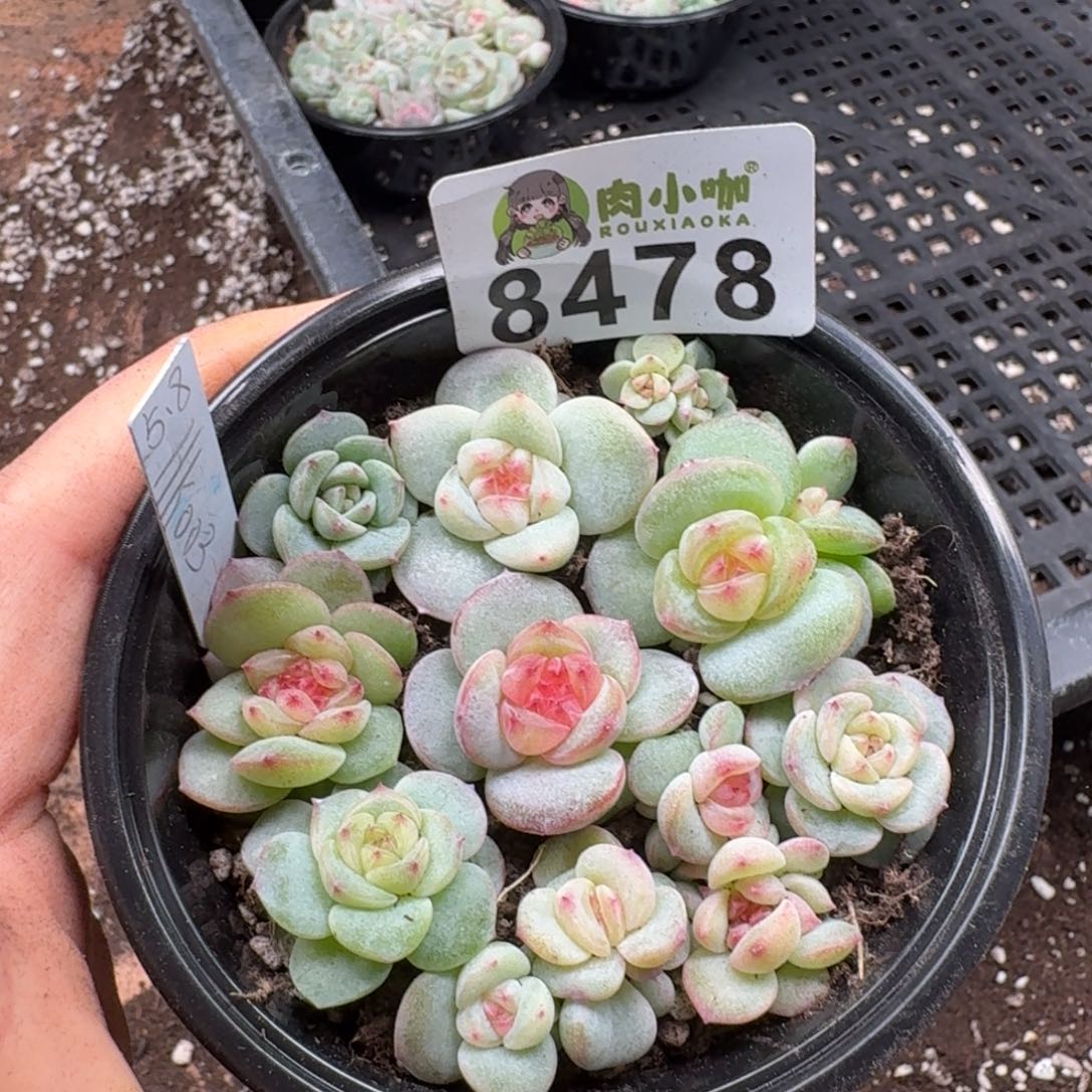 Y***n多肉植物多肉植物