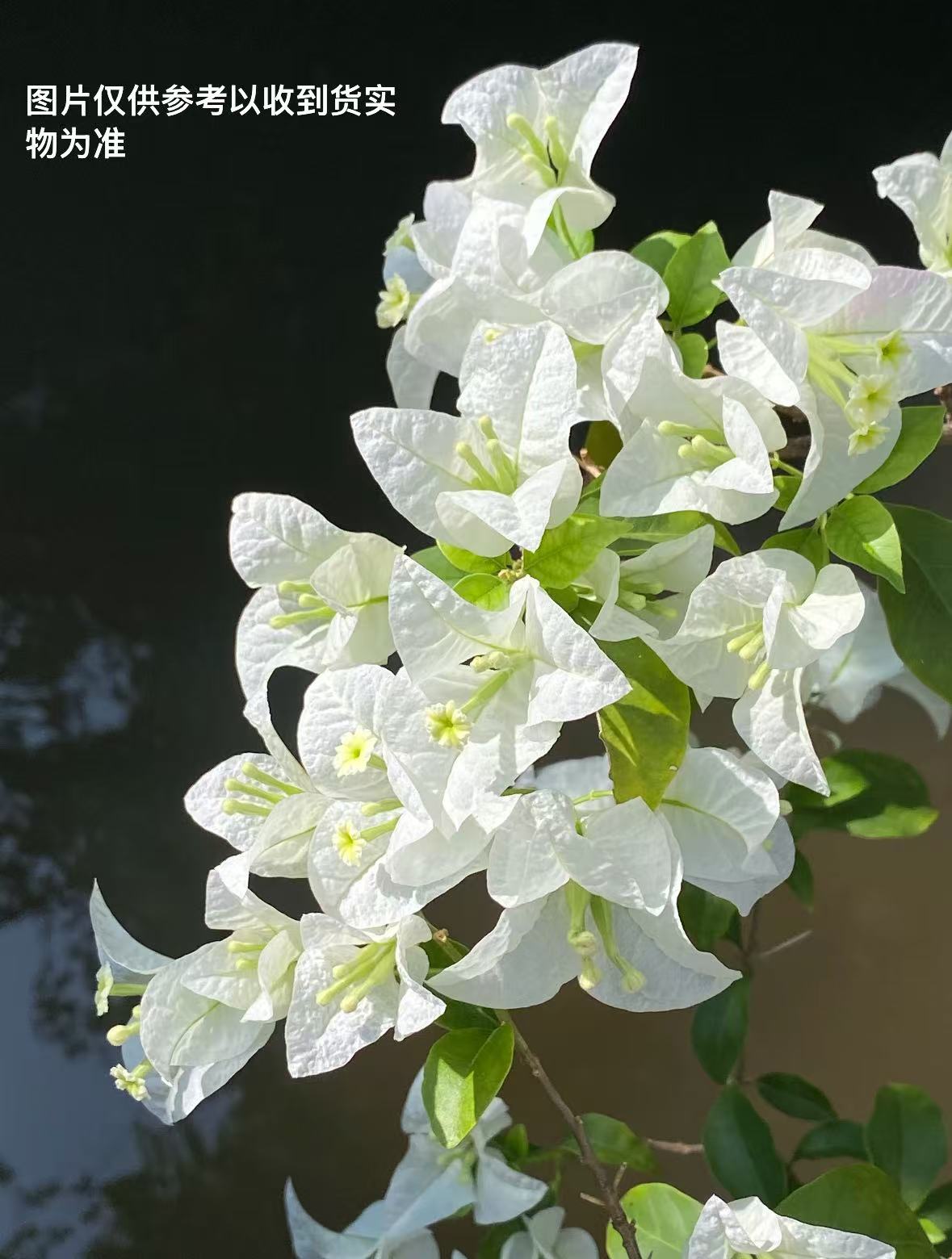 【白雪公主】【包售后一个月】【包对版】三角梅四季开花爬藤飘枝