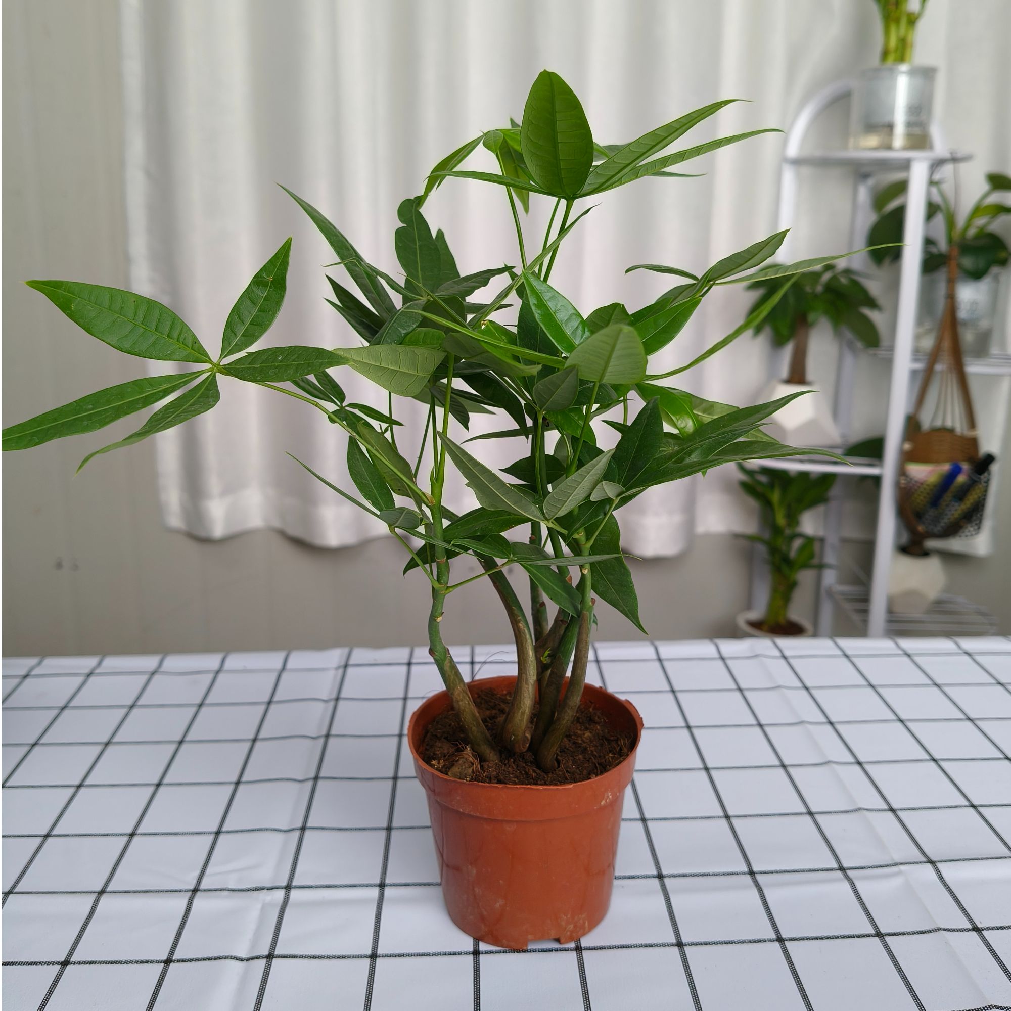 【奇趣小树丛】原生苗5-6只 发财树盆栽室内绿植花卉四季常青好养
