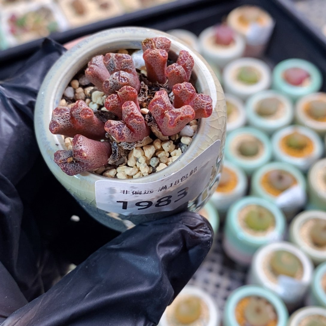 1983-一物一拍带盆